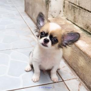 Ready Now Beautiful K.c Longcoat Chihuahuas