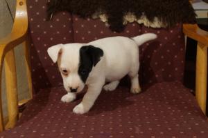 2 Jack Russell Terrier puppy 11 WEEKS