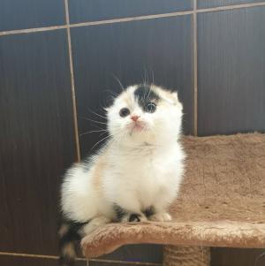adorable kittens for  sale