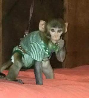 BEBE SINGE RHESUS MACAQUE POUR ADOPTION