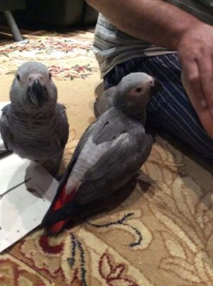 Adorables perroquets gris africains mâles et femelles pour adoption