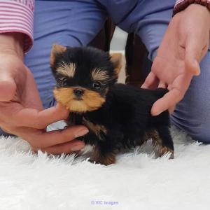 Adorables chiots maltais et Yorkie à vendre