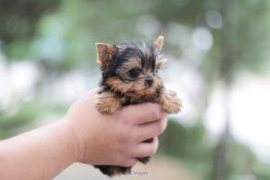 Adorables chiots maltais et Yorkie à vendre