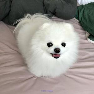 Chiots de Poméranie disponibles/Pomeranian puppies available.