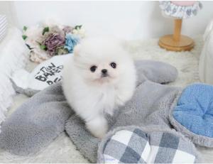 Adorables chiots poméraniens en tasse de thé disponibles