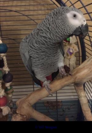 Supertame young African grey