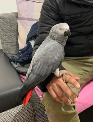 Young African Grey Parrot Female