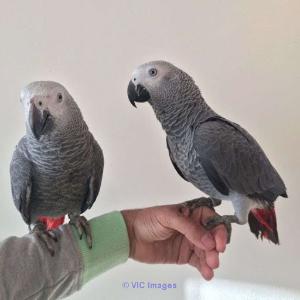 African Grey