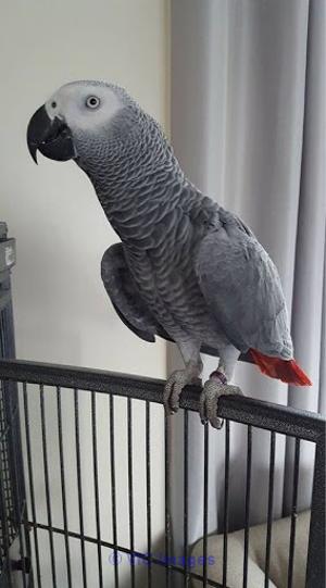 Female African Grey