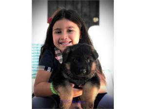 Cute German Shepherd Puppies For Adoption