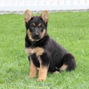 Cute German Shepherd Puppies For Adoption