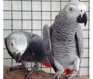 PERROQUETS GRIS AFRICAINS DISPONIBLE POUR ADOPTION// AFRICAN GREYS