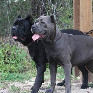 Imperial Mastiffs