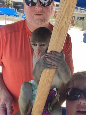 ADORABLE BEBE SINGE POUR ADOPTION// BABY MONKEY FOR ADOPTION