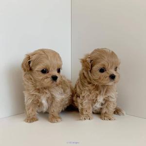 MALTIPOO PUPPIES AVAILABLE FOR ADOPTION