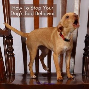 Does Your Dog Bark Uncontrollably? Here’s The Solution 