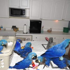 ARAS DE JACINTH/ HYACINTH MACAWS FOR SALE