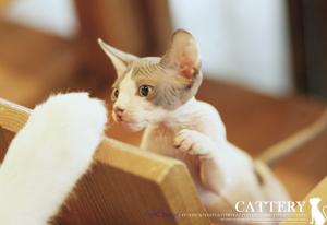 sphynx kittens for sale near me