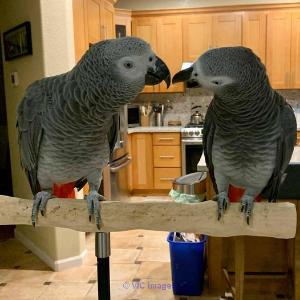African Grey Parrots Available For Adoption