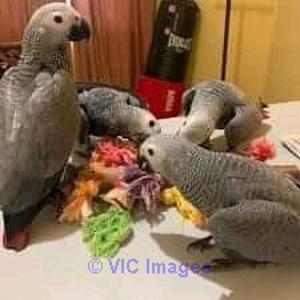 PERROQUETS GRIS AFRICAINS DISPONIBLE POUR ADOPTION