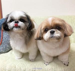 wonderful Shih tzu puppies for adoption