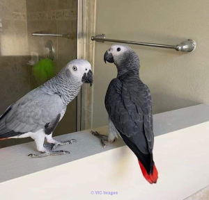 Lovely African gray parrots for adoption