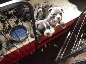 Lovely Pitbull puppies for adoption