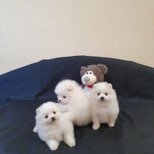Pomeramian puppies looking for a new home