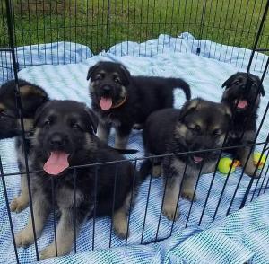 Male and Female German Shepherd Puppies for adoption