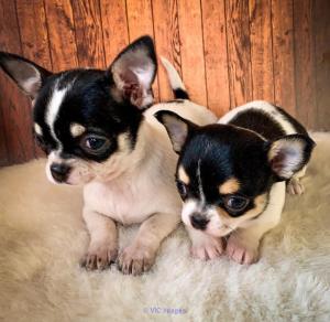 Wonderful Chihuahua puppies for rehoming
