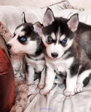 Husky puppies for wonderful homes to welcome