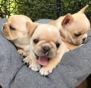 Stunning French bulldog puppies