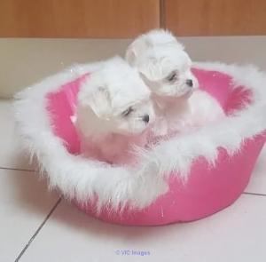 Maltese puppies for adoption ( teacup), Vaccinated and dewormed.