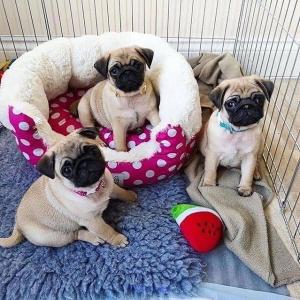 Healthy Male and Female pug Puppies Available For Adoption