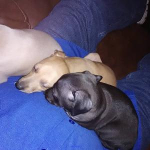 Italian grey hunt puppies for good homes 