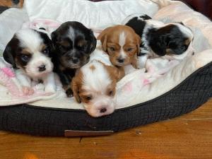 Cavalier King Charles Spaniel Puppies for adoption