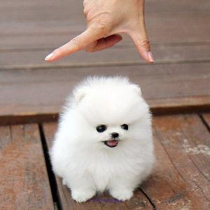 Donne ce chiot qui fera 1,2kg adulte et restera nain/ Gives pomeranian