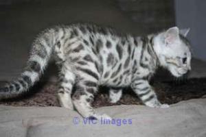 bengal tabby kitten to give / chaton tigré bengal  à donner