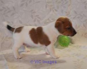 To give: Male Jack Russel type puppy/ Don chiot jack russell