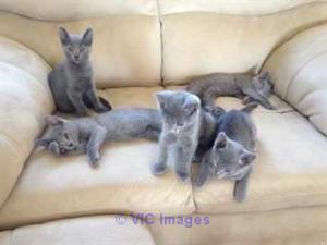 Russian blue kittens are looking for a new home/Don Chatons bleu russe