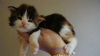 maine coon kittens to give/ chatons maine coon à donner