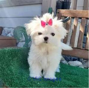Adorable maltese bichon puppy/ Adorable chiot bichon maltais