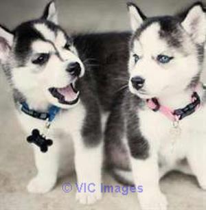 beautiful husky puppies to give away/ magnifiques chiots husky à donne