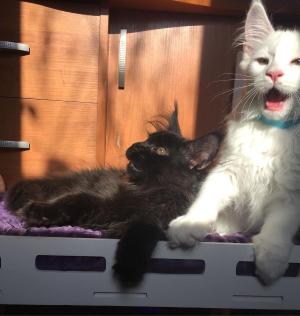 Maine coon