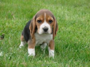 Chiot Beagle femelle