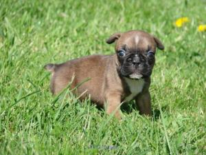 Chiot Bouledogue français femelle