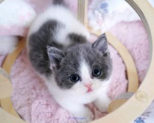 munchkins kittens home