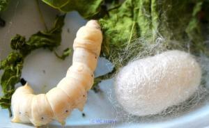 Where Does Silk Come From