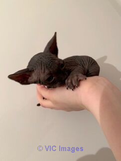 Sphynx Kittens For Sale Now