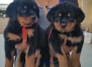 Top Quality CKC reg**Pure Bred Champion Rottweilers Puppies